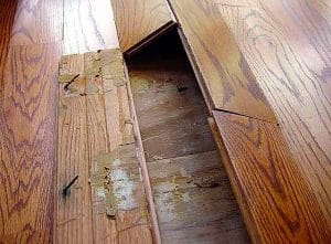 buckling wood floor